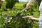 Фото - Ножиці для живоплоту Gardena NatureCut (12300-20.000.00) | click.ua