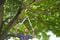 Фото - Сучкорез для зеленых веток Gardena EasyCut 680 B, обвідний, 42 мм (12003-20.000.00) | click.ua