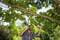 Фото - Сучкоріз для зелених гілок Gardena EasyCut 680 B, обвідний, 42 мм (12003-20.000.00) | click.ua