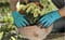 Фото - Комплект садовых инструментов Gardena Classic Ergo (арт.8950, 8754, 11511) с ковшом (08966-30.000.00) | click.ua