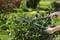 Фото - Ножницы для живой изгороди Gardena EasyCut (12301-20.000.00) | click.ua