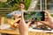 Фото - Смартфон TCL 40 SE (T610K2) 6/256GB Dual Sim Dark Grey (T610K2-2ALCPB12) | click.ua