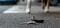 Фото - Чохол для трекера Belkin AirTag Secure Holder with Keyring Black (F8W973BTBLK) | click.ua