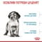 Фото - Сухой корм для собак Royal Canin Medium Puppy 4 кг (30030400) | click.ua