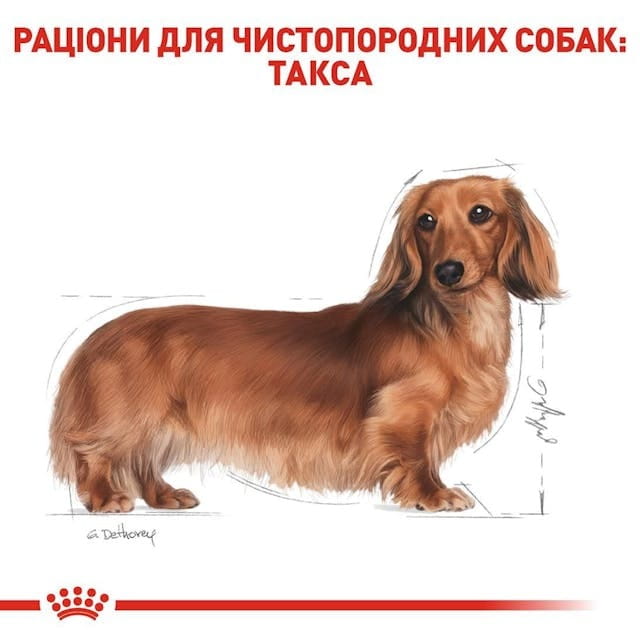 Сухой корм для собак Royal Canin Dachshund Adult 1.5 кг (3059015)