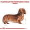 Фото - Сухой корм для собак Royal Canin Dachshund Adult 1.5 кг (3059015) | click.ua