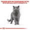 Фото - Сухий корм для кішок Royal Canin British Shorthair Adult 400 г (2557004) | click.ua