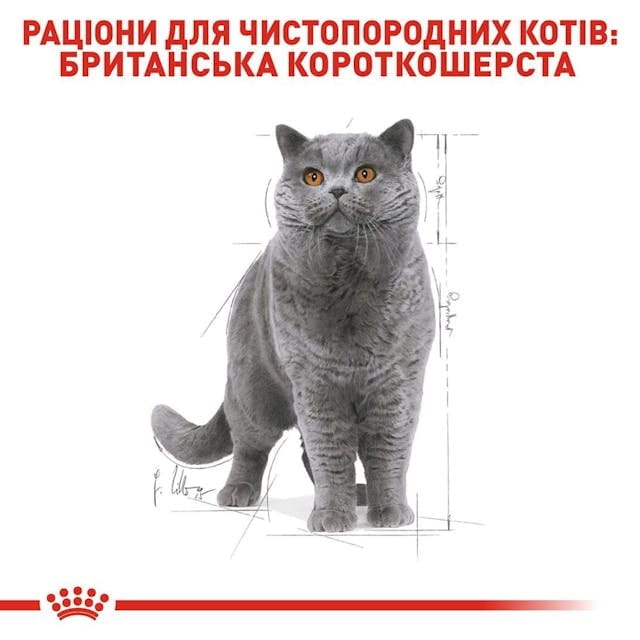 Сухой корм для кошек Royal Canin British Shorthair Adult 4 кг (2557040)