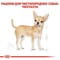 Фото - Сухий корм для собак Royal Canin Chihuahua Adult 500 г (2210005) | click.ua