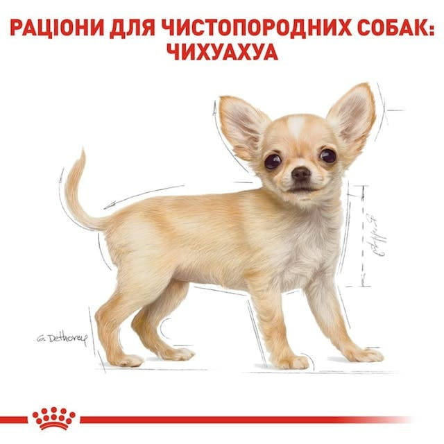 Сухий корм для собак Royal Canin Chihuahua Puppy 500 г (24380051)