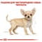 Фото - Сухий корм для собак Royal Canin Chihuahua Puppy 500 г (24380051) | click.ua