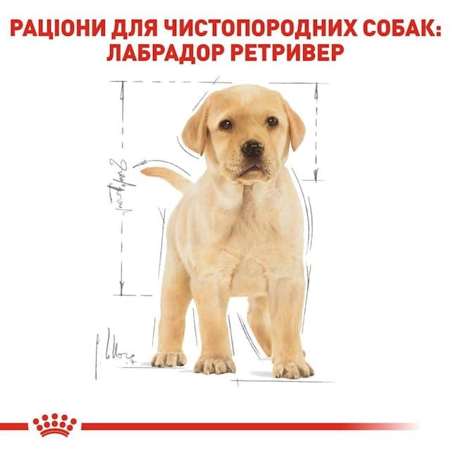 Сухой корм для собак Royal Canin Labrador Retriever Puppy 12 кг (24911201)