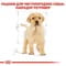 Фото - Сухой корм для собак Royal Canin Labrador Retriever Puppy 12 кг (24911201) | click.ua