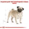 Фото - Сухой корм для собак Royal Canin Pug Adult 1.5 кг (3985015) | click.ua