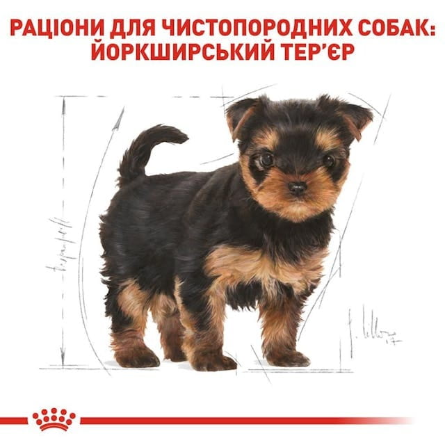 Сухой корм для собак Royal Canin Yorkshire Terrier Puppy 500 г (39720051)