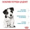 Фото - Сухой корм для собак Royal Canin Mini Puppy 2 кг (30000202) | click.ua