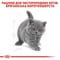 Фото - Сухий корм для кошенят Royal Canin British Shorthair Kitten 400 г (2566004) | click.ua