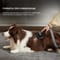 Фото - Аккумуляторный пылесос Dreame Z30 Animal (VZV17A) | click.ua