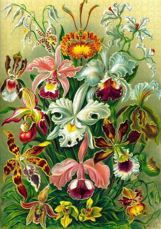 Пазл GoodLoot Ernst Haeckel Orchid (5908305247531)