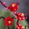 Фото - Конструктор LEGO Icons Botanicals Сливовый цвет (10369) | click.ua
