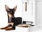 Фото - Смарт-годівниця Petkit YumShare Dual-hopper with Camera (P591) | click.ua