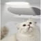 Фото - Смарт-сушка Petkit Airsalon Max Pro Smart Pet Dryer Box (PD10) | click.ua