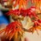 Фото - Конструктор LEGO Botanicals Бонсай c японского красного клена (10348) | click.ua