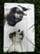 Фото - Чeхол BeCover Smart Case для Samsung Galaxy Tab A9 Plus SM-X210/SM-X215/SM-X216 11.0" Cat (711277) | click.ua