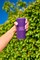 Фото - Акустична система JBL Grip Purple (JBLGRIPPUR) | click.ua