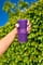 Фото - Акустична система JBL Grip Purple (JBLGRIPPUR) | click.ua