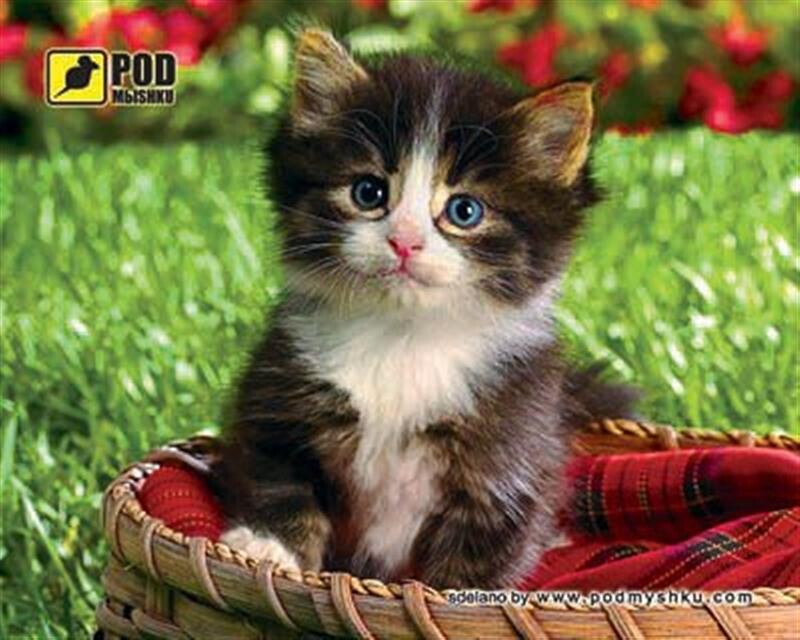 Коврик для мыши Podmyshku Котенок в корзине