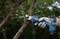 Фото - Секатор аккумуляторний Bosch Professional Pruner без АКБ и ЗП (0.601.9K1.020) | click.ua