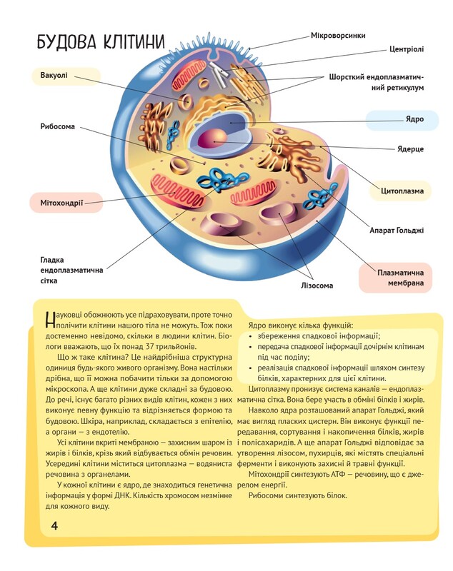 Тело человека. Важные факты и подробные схемы