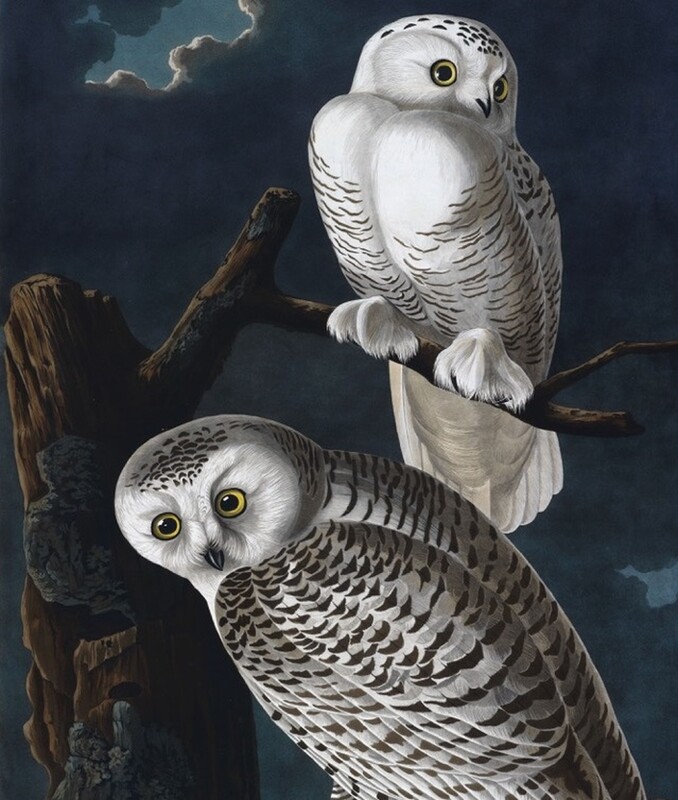 Гарри Поттер: История магии. Большое иллюстрированное издание / Джоан Роулинг