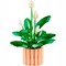 Фото - Конструктор LEGO Botanicals Спатифілум (11504) | click.ua