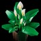 Фото - Конструктор LEGO Botanicals Спатифілум (11504) | click.ua