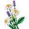 Фото - Конструктор LEGO Botanicals Ромашки (11508) | click.ua