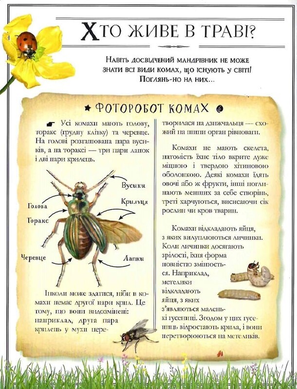 Boys" Book. Підручник відважного мандрівника / Мішель Лекре, Селія Ґалле, Клеманс Ру де Люз