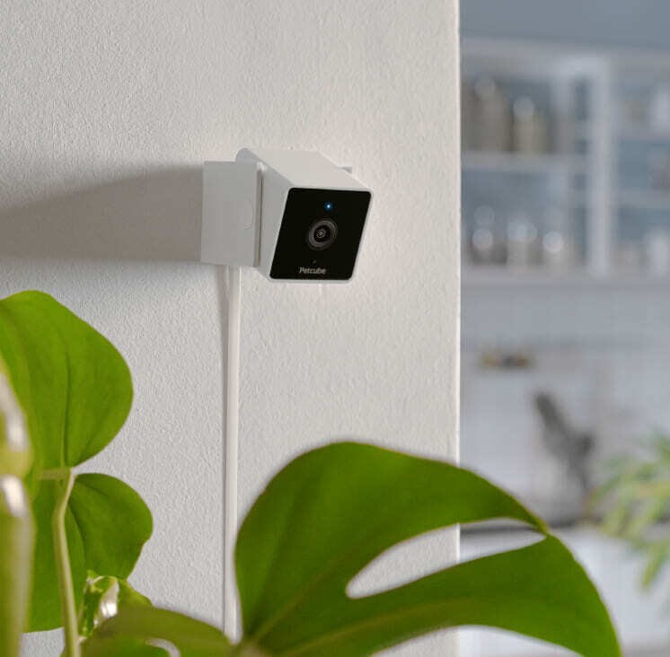 IP-камера Petcube Cam (CC10US)