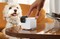 Фото - IP-камера Petcube Cam 360 (P36010US) | click.ua