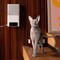 Фото - IP-камера Petcube Bites 2 Lite (BL10US) | click.ua